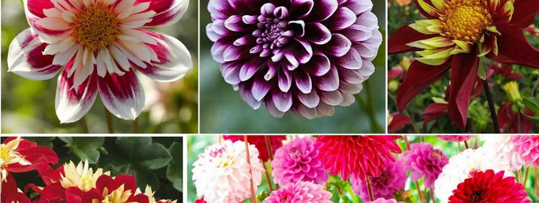 Βολβοί Άνοιξης Ντάλια-Το φυτό με το μαγευτικό λουλούδι