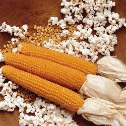 Αραβόσιτος popcorn ROBUST R997 F1 50g