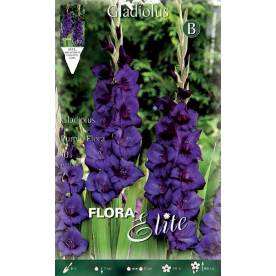 Γλαδιόλα Purple flora