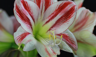 Βολβοί άνοιξης - φθινοπώρου Αμαρυλλίδα - Φυτό Αμαρυλλίς με μεγάλα Λουλούδια