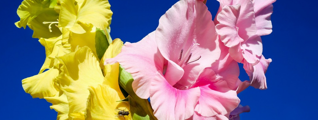 Βολβοί Άνοιξης Γλαδιόλα - Βολβος ανοιξιατικής φυτευσης με Λουλούδια σε Ταξιανθίες